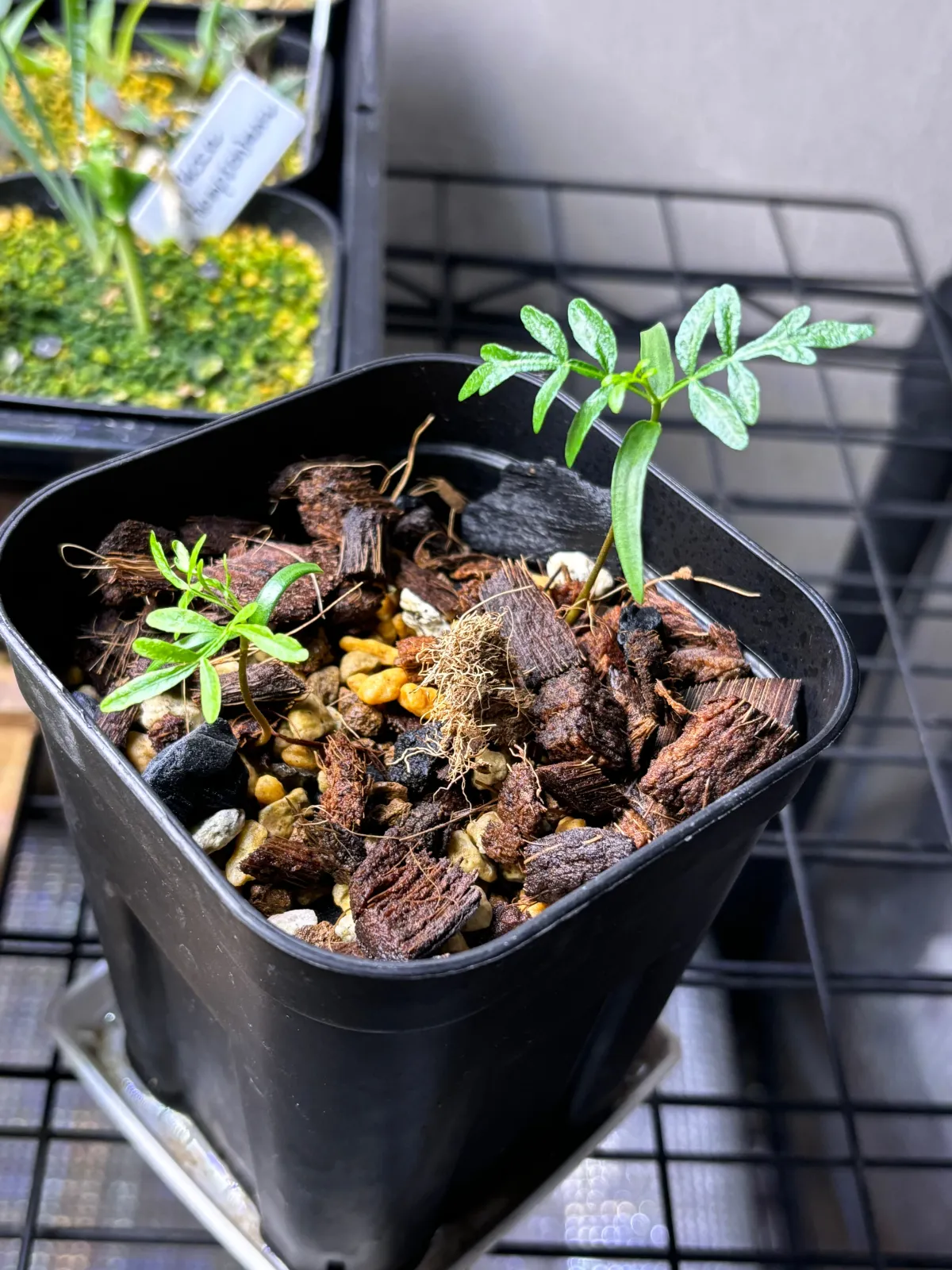 種子] オペルクリカリア sp. Operculicarya sp. | 塊根植物 コーデック