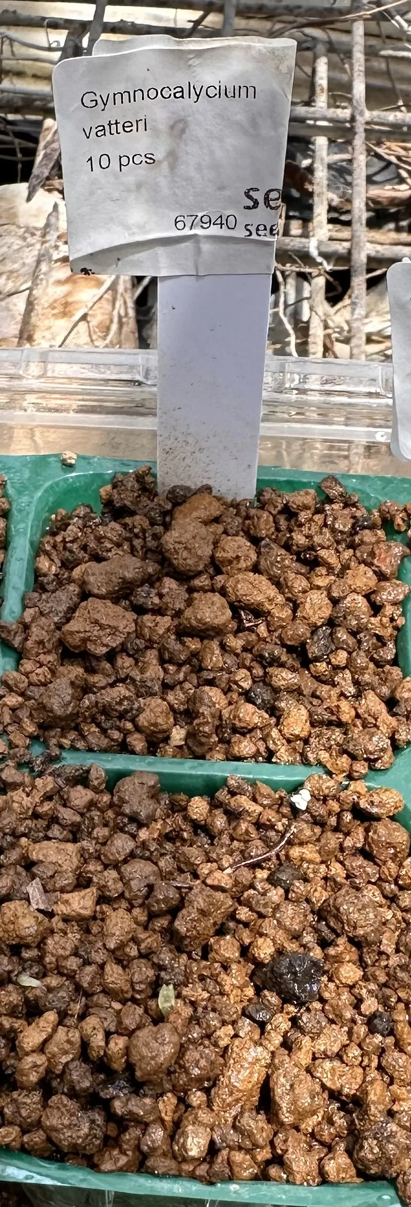 Gymnocalycium vatteri paucispinum Single Spine (ギムノカリキウム バッテリー)