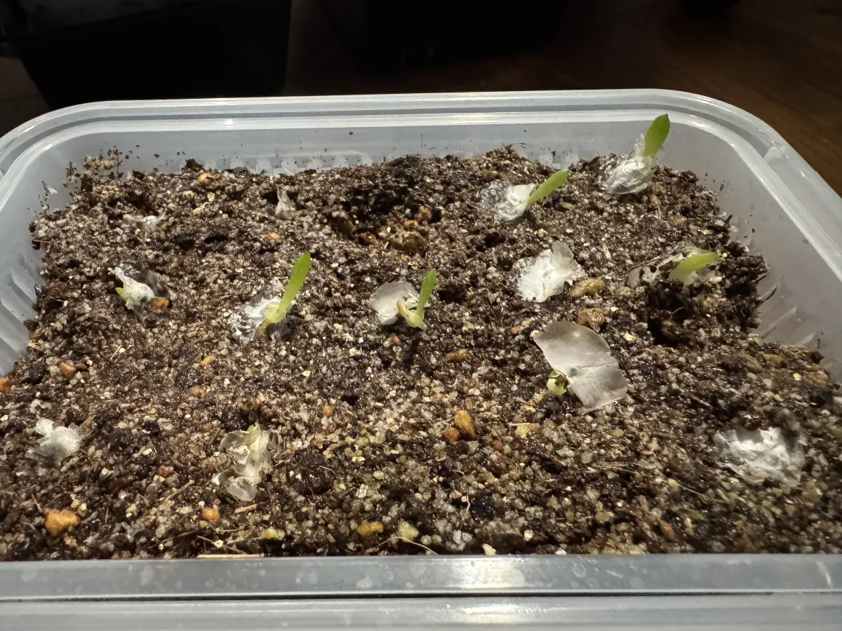 Aloe variegata Chiyoda Nishiki (アロエ 千代田錦)