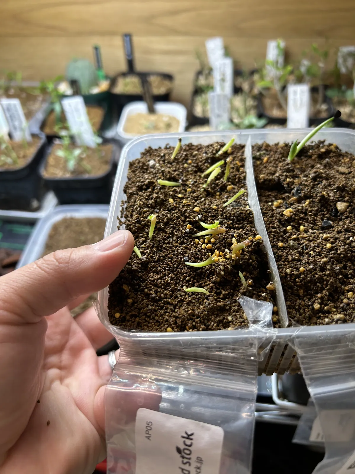 Astrophytum asterias var. nudum (アストロフィツム 瑠璃兜)