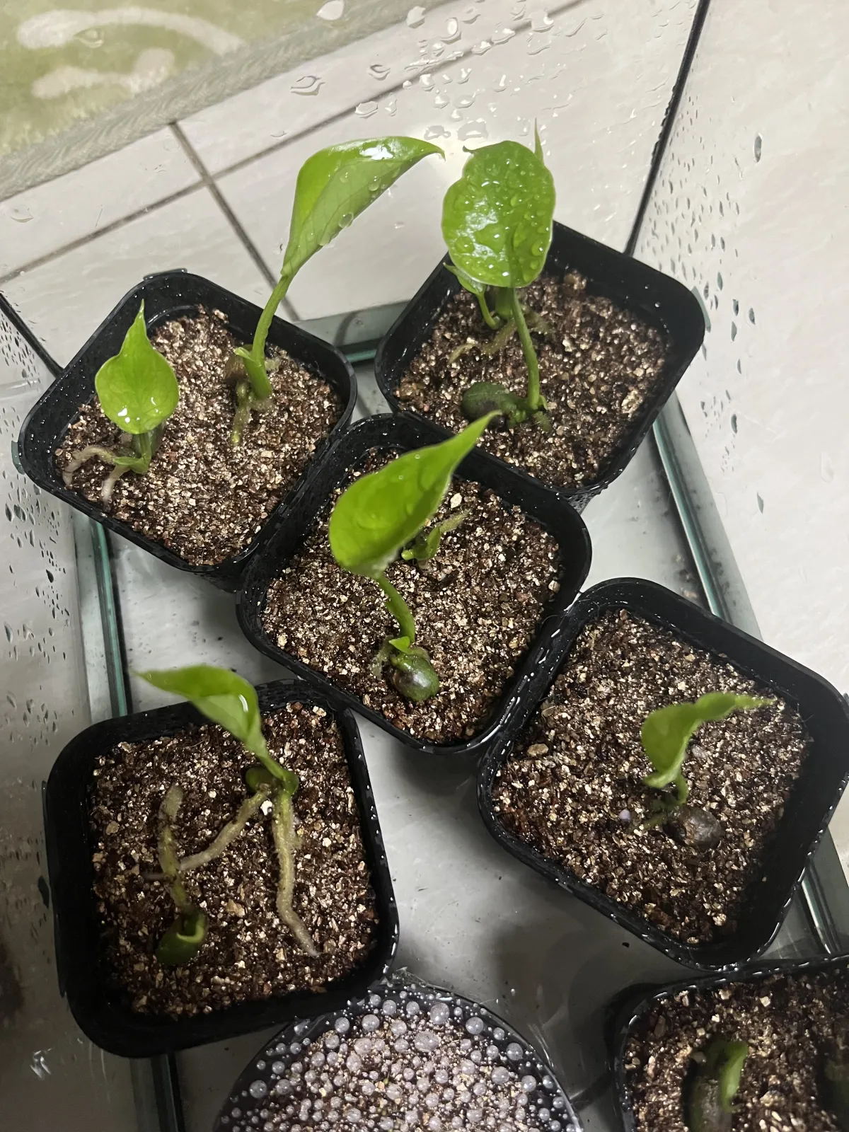 Monstera deliciosa (モンステラ デリシオーサ)