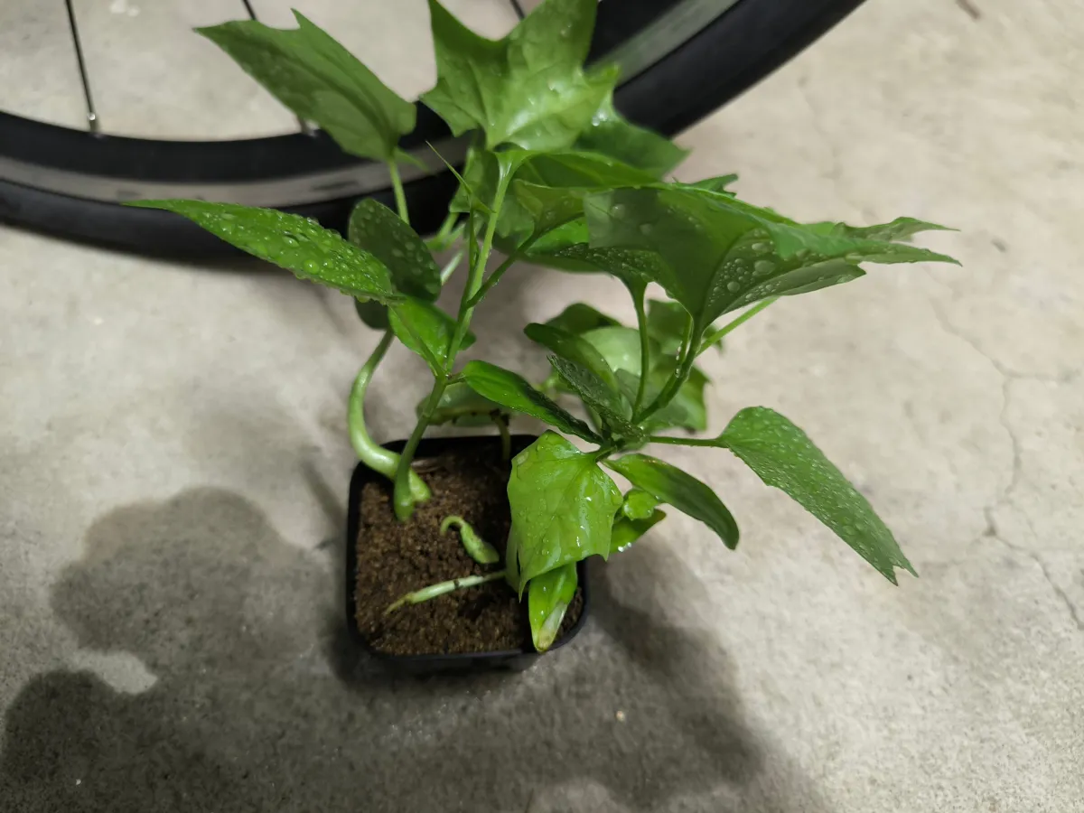 Gerrardanthus macrorhizus (ゲラルダンサス マクロリザス)