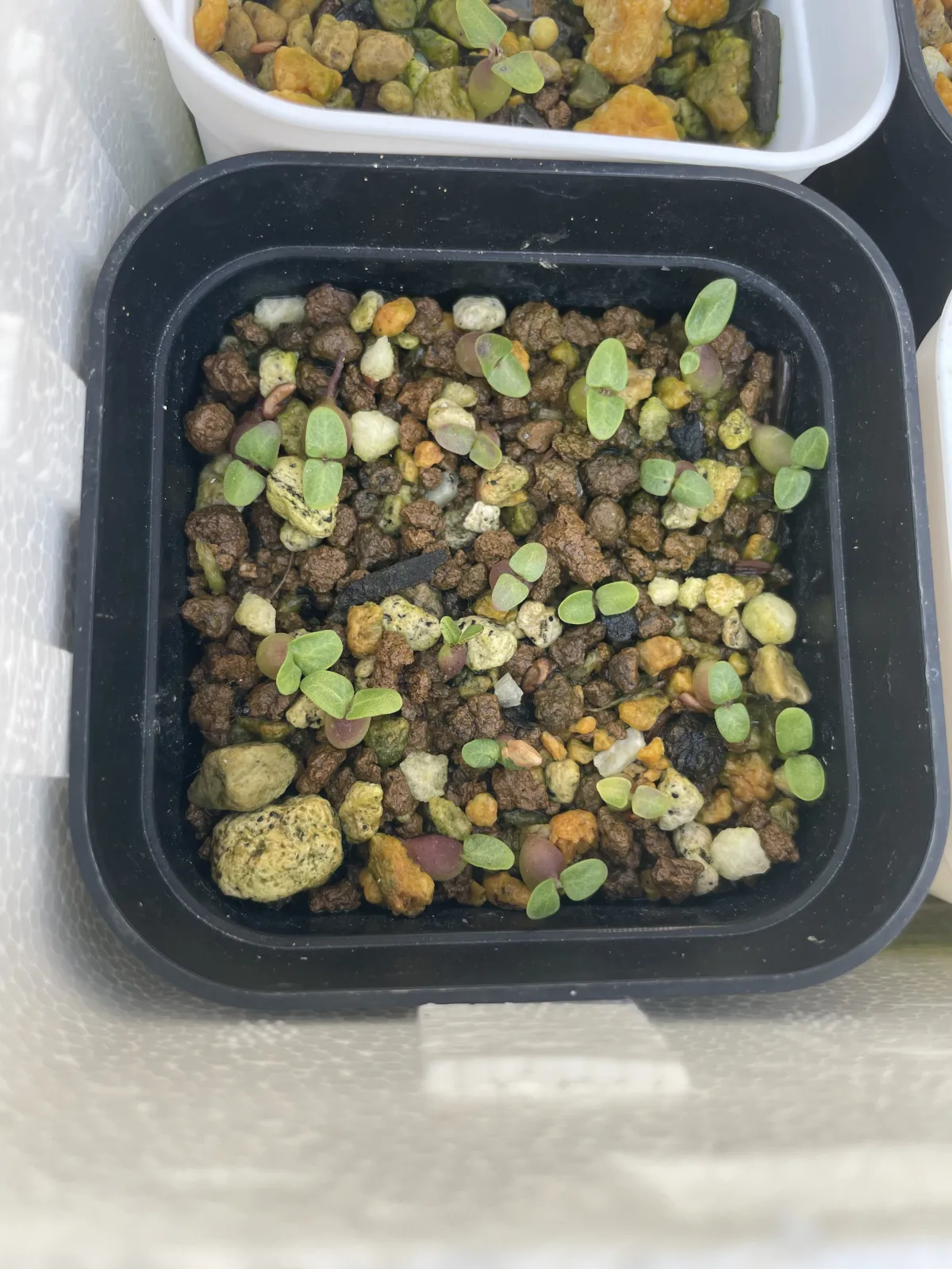 Pachypodium succulentum (パキポディウム サキュレンタム 天馬空)