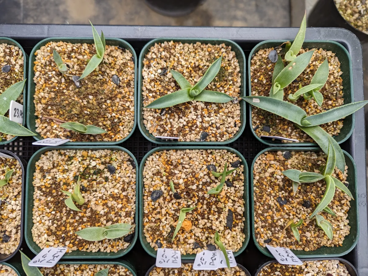 Agave parryi var. couesii (アガベ コウエシー)