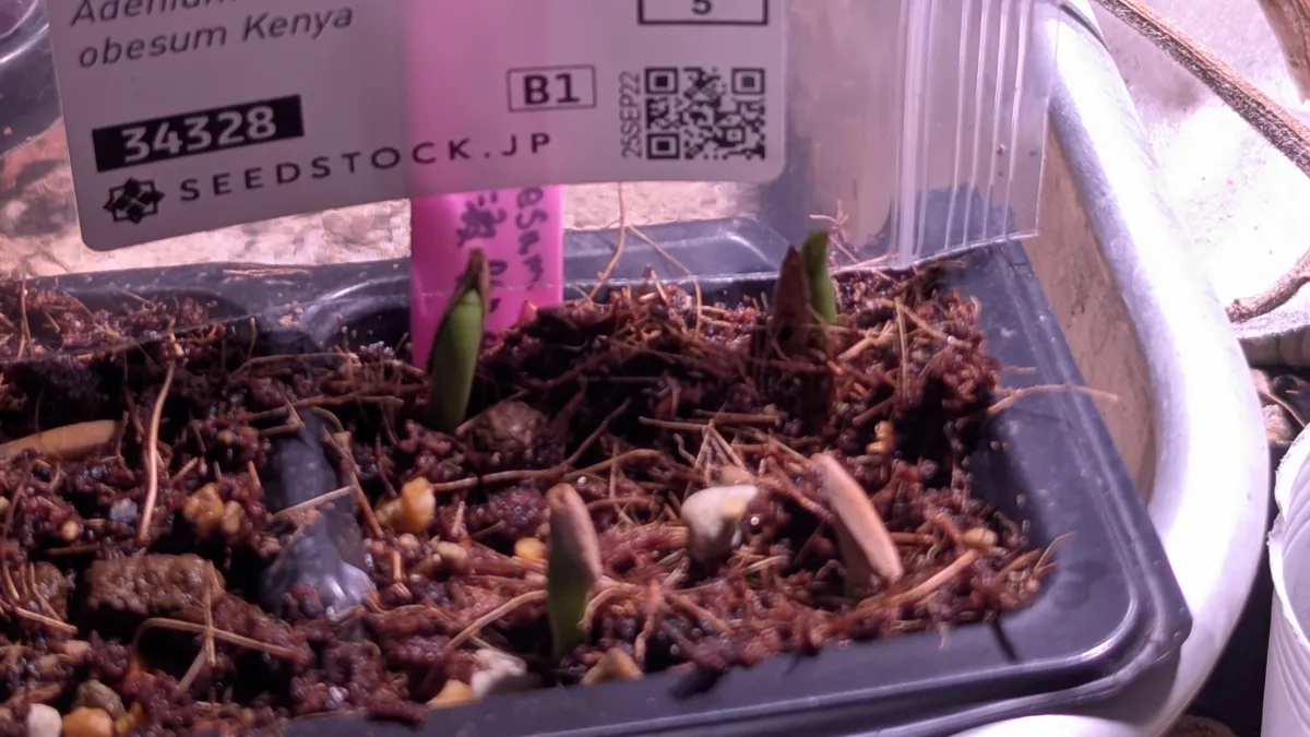 Adenium obesum Kenya (アデニウム オベスム ケニア)