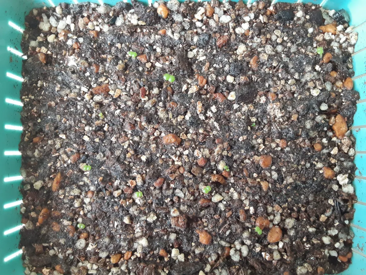 Tylecodon wallichii (ティレコドン ワリチー)