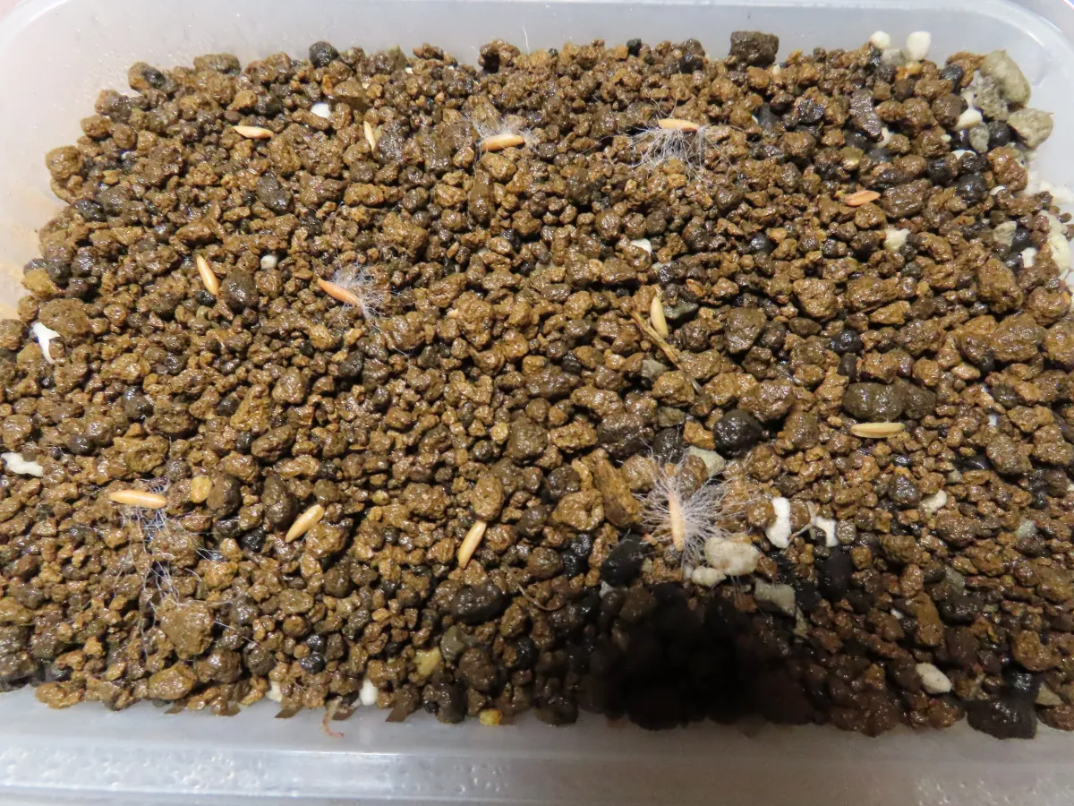 [無料種子] 発芽難 パキポディウム グラキリス　 Pachypodium rosulatum var. gracilius