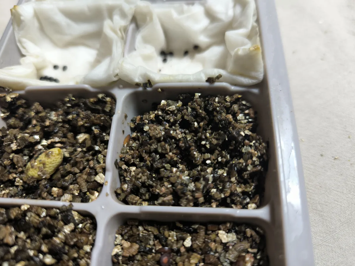 Pachypodium brevicaule subsp. leucoxanthum (パキポディウム レウコキサンツム)