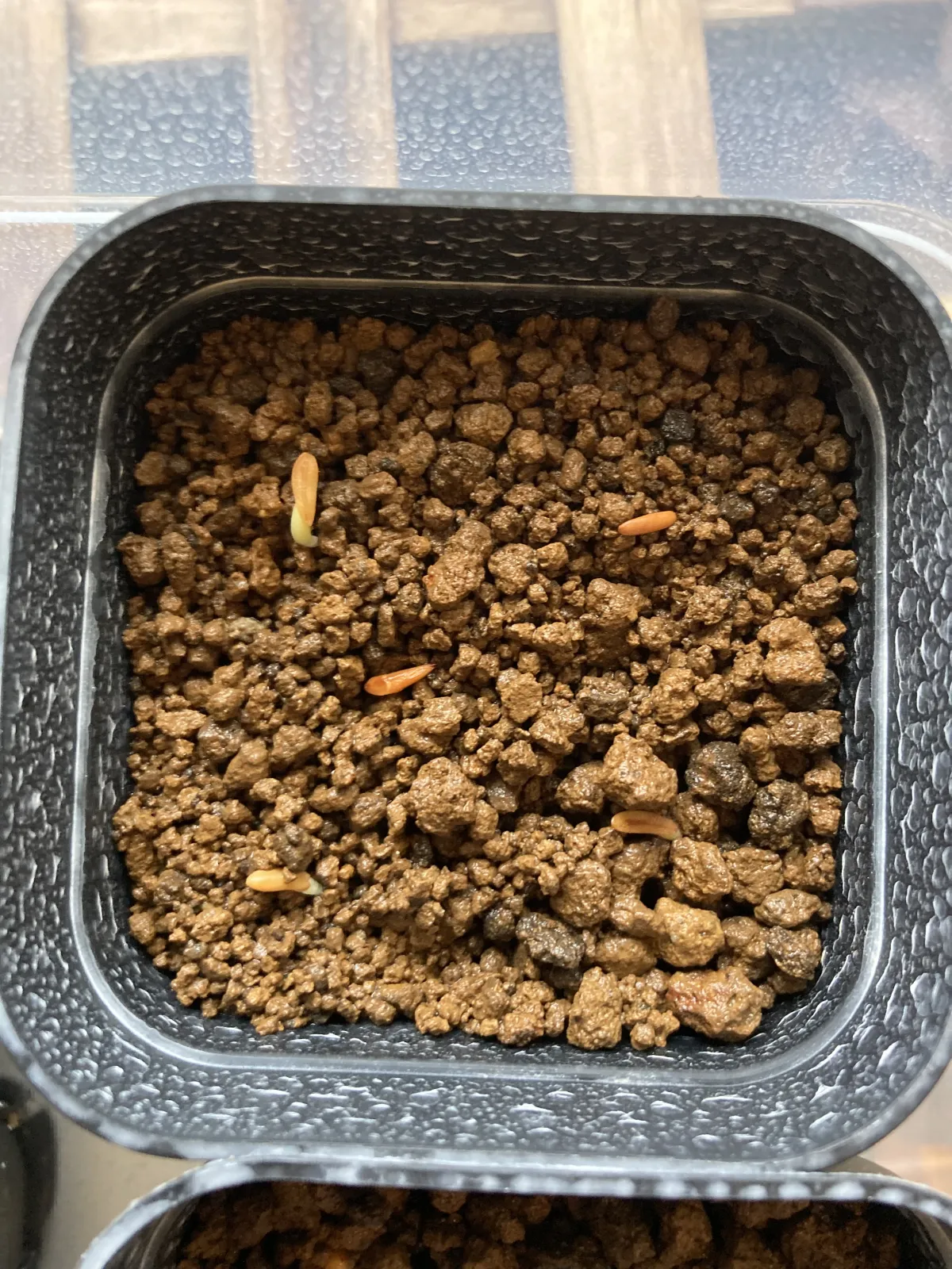 Pachypodium rosulatum var. gracilius (パキポディウム グラキリス)