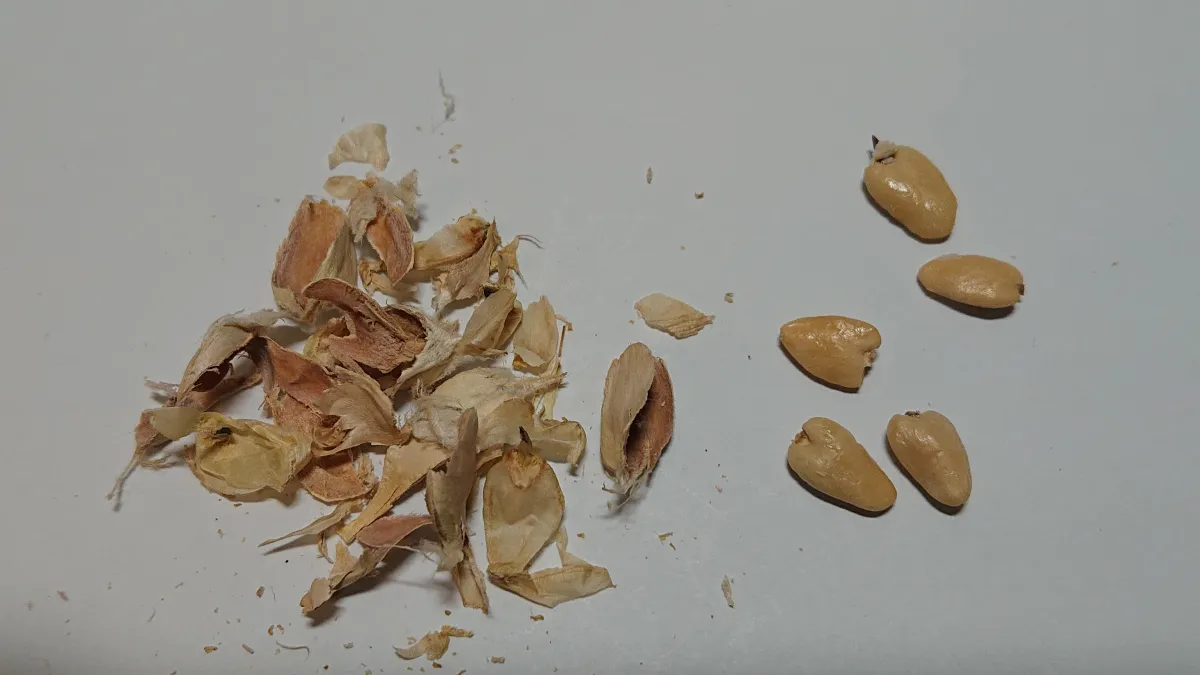 Welwitschia mirabilis (ウェルウィッチア ミラビリス 奇想天外)