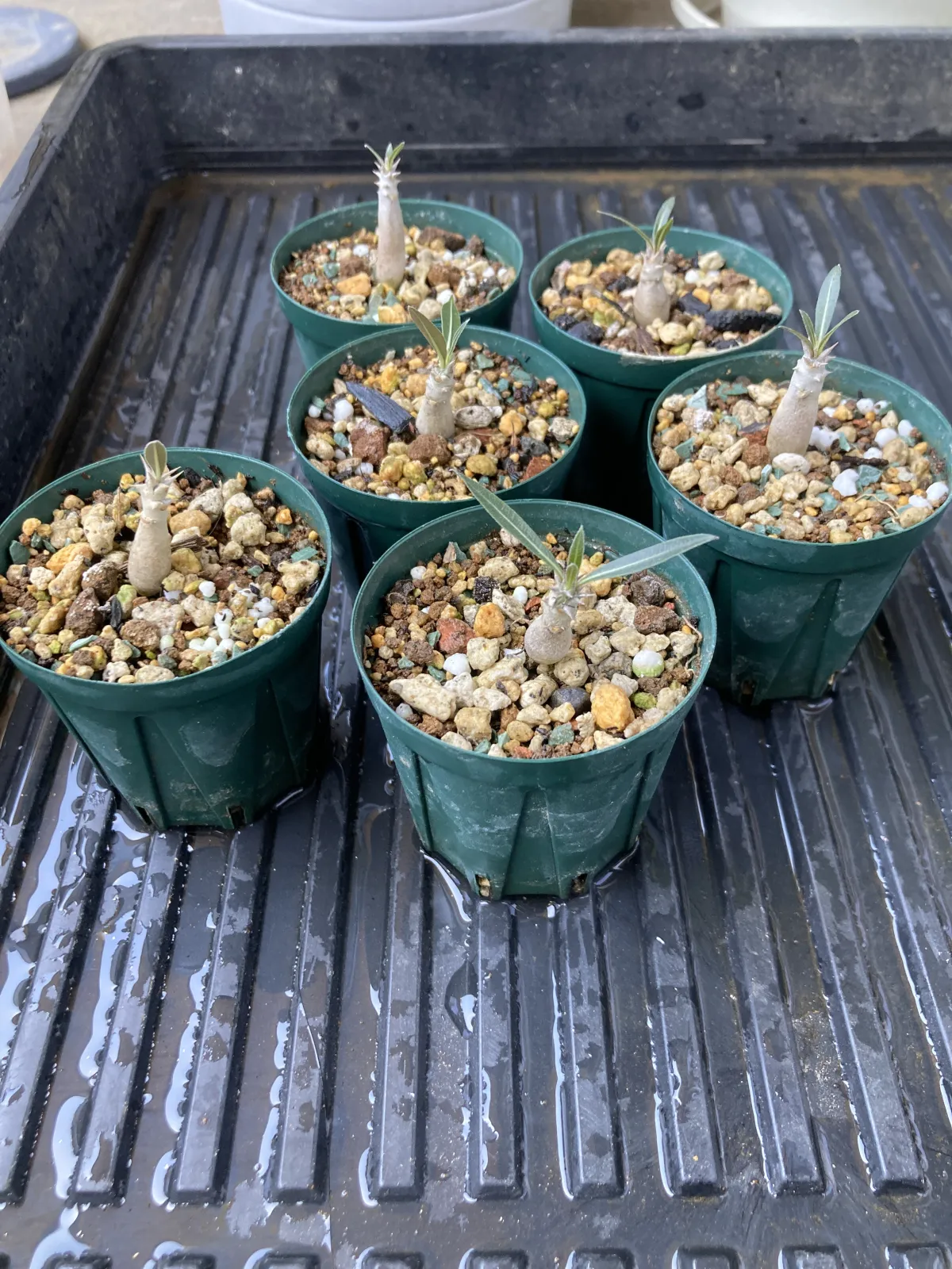 Pachypodium rosulatum ssp. rosulatum (パキポディウム ロスラーツム)