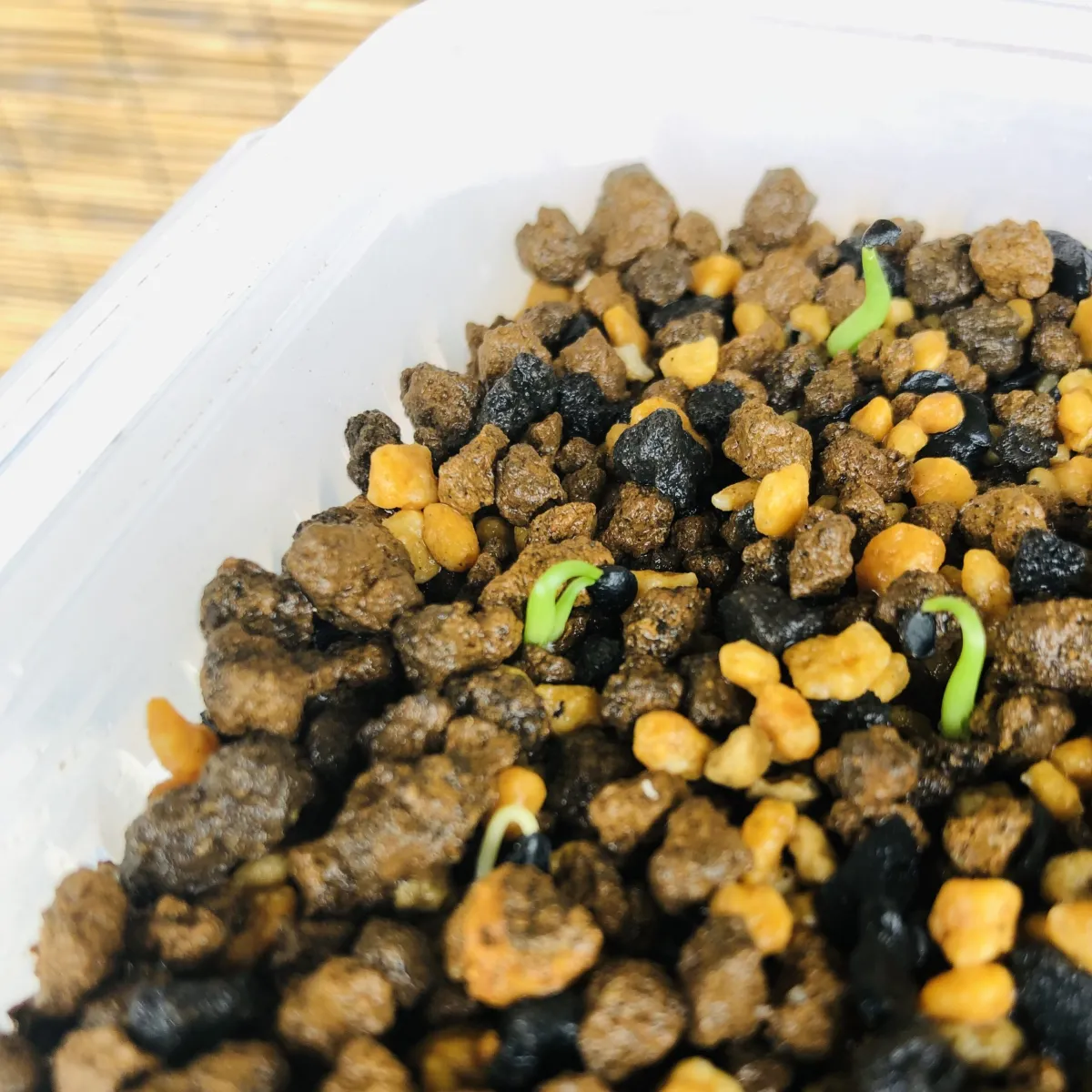 Agave utahensis var. eborispina (アガベ エボリスピナ)