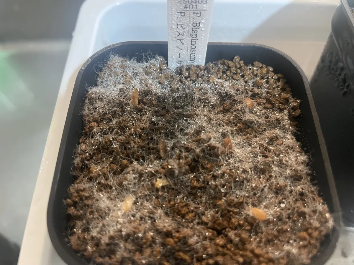 Pachypodium bispinosum (パキポディウム ビスピノーサム)