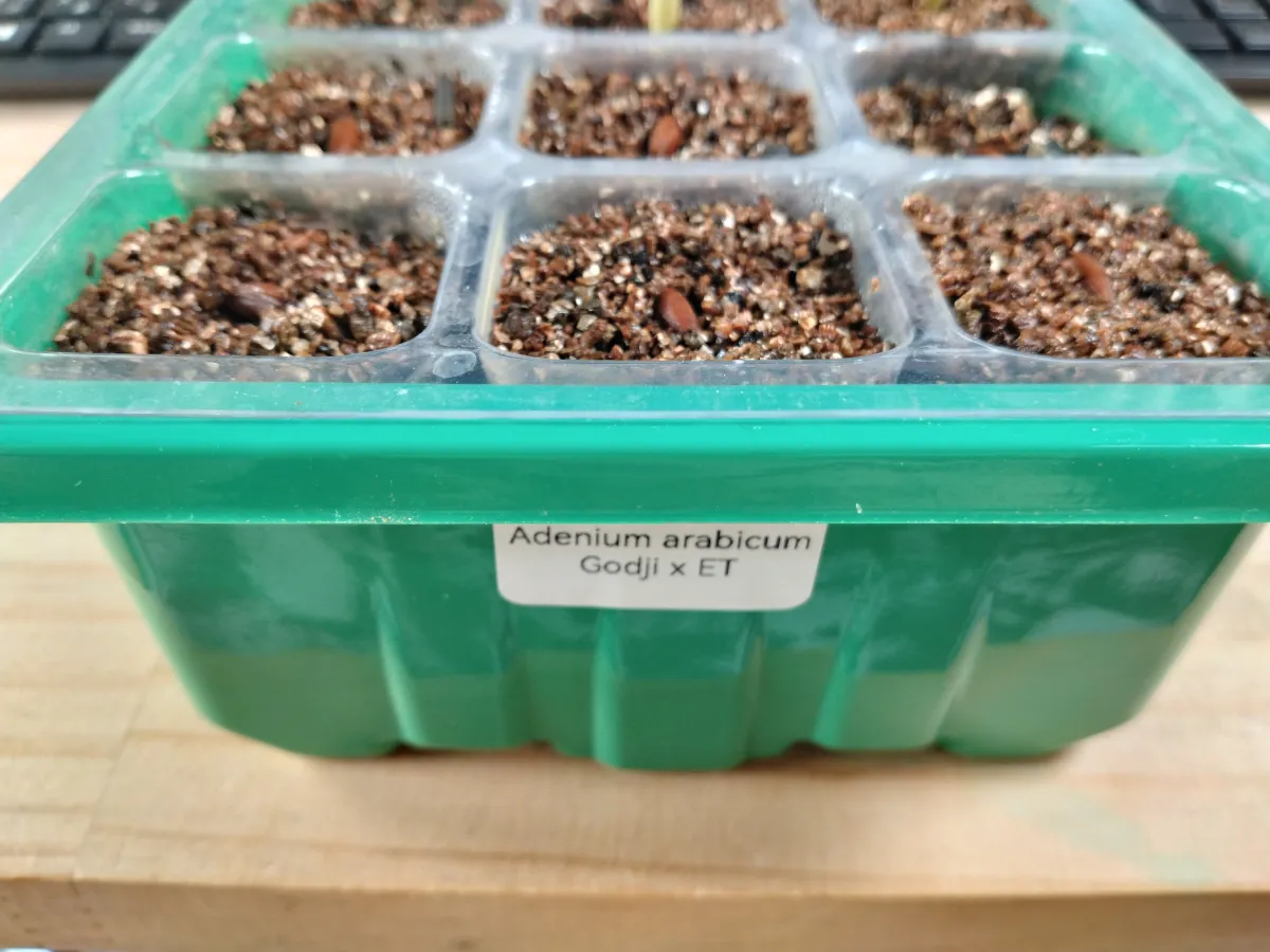 Adenium arabicum 'Godji x ET' (アデニウム ゴッジ x ET)