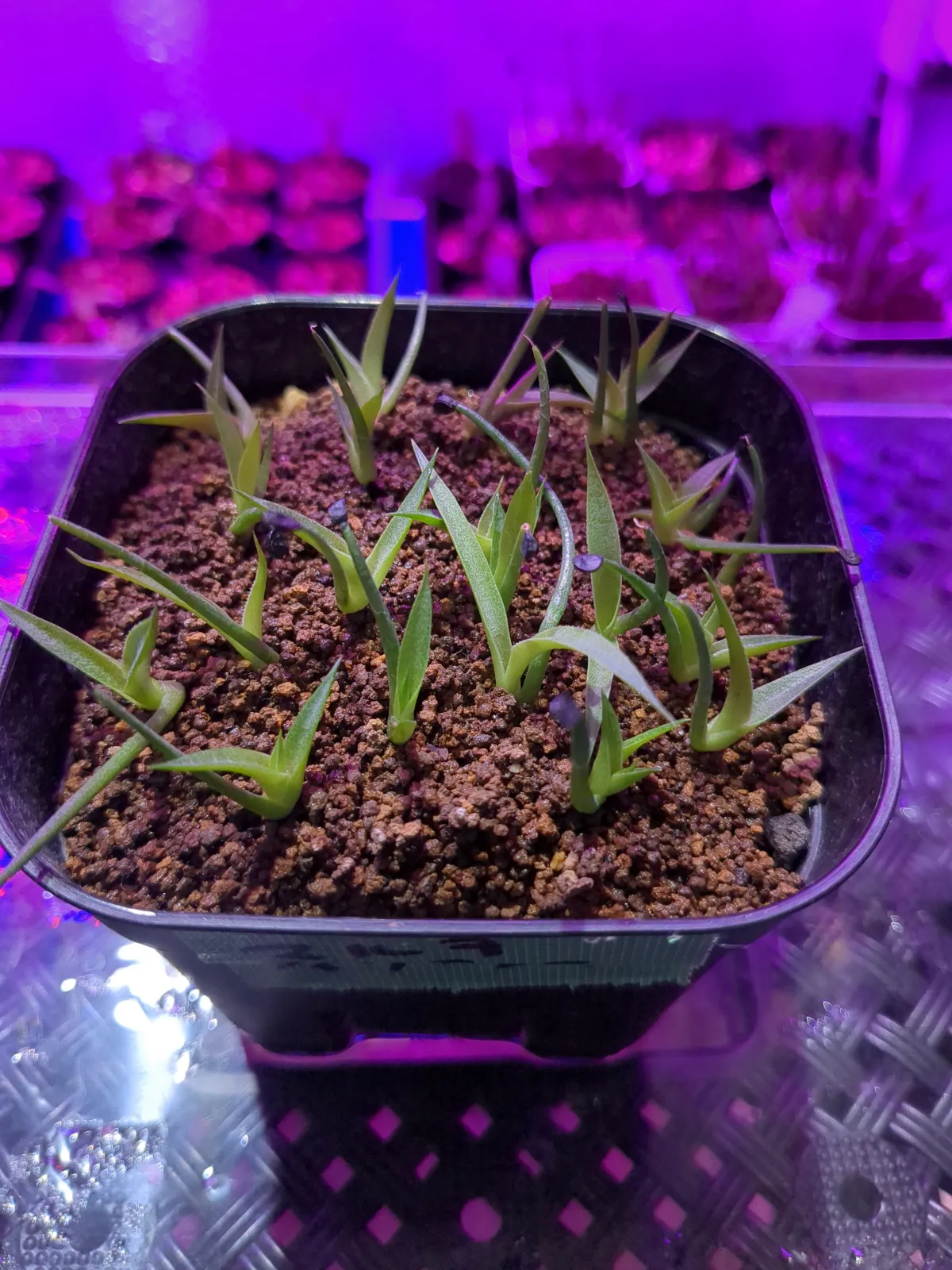 Agave multifilifera (アガベ マルチフィリフェラ)