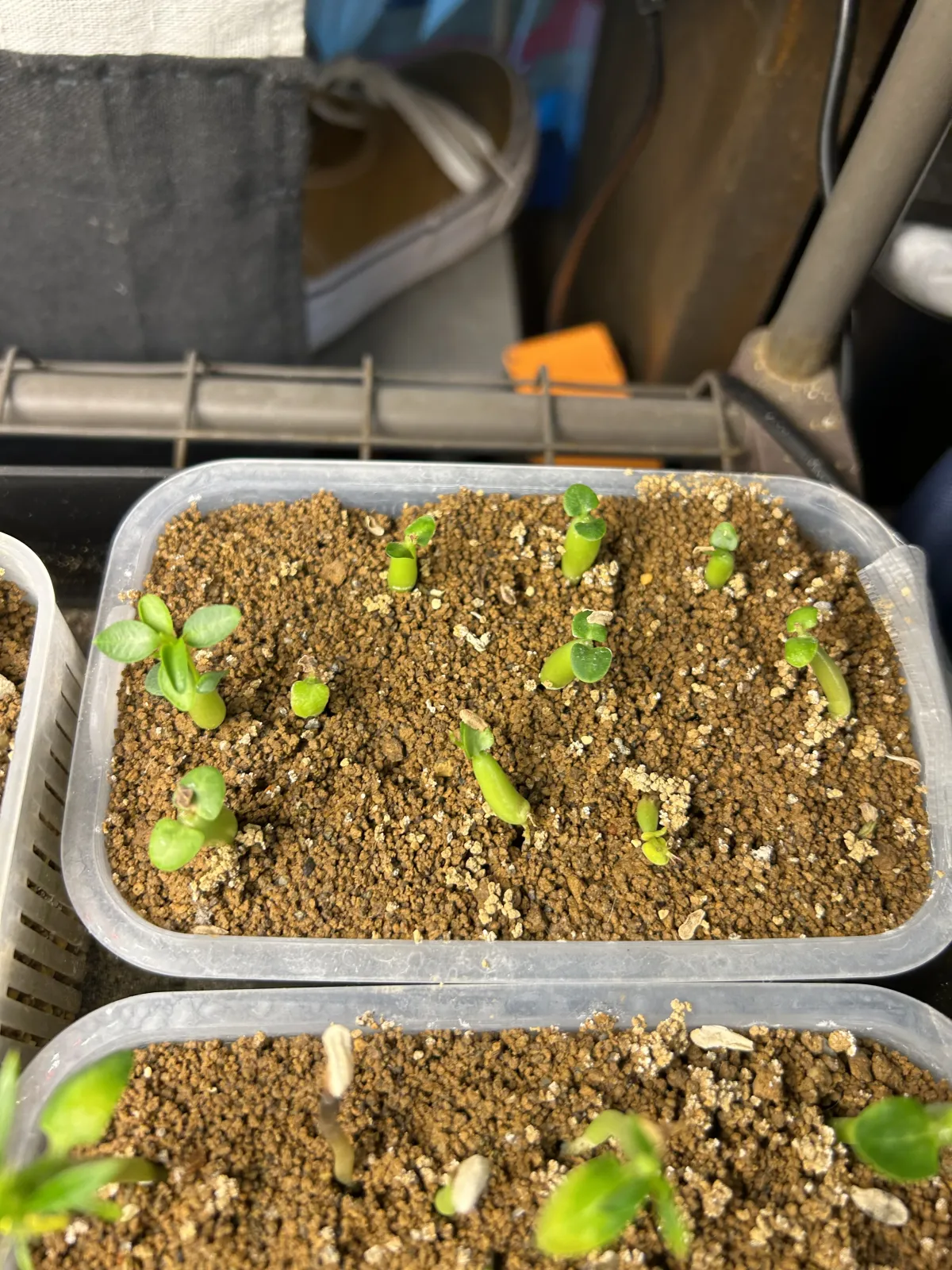 Pachypodium succulentum (パキポディウム サキュレンタム 天馬空)