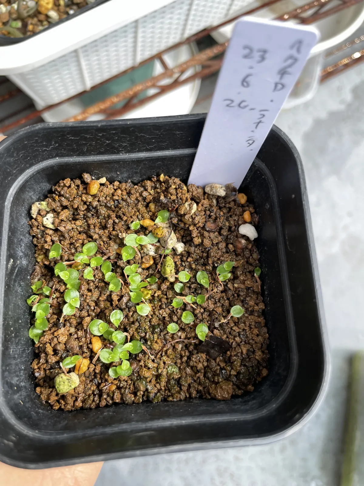 Hechtia lanata (ヘクチア ラナータ)