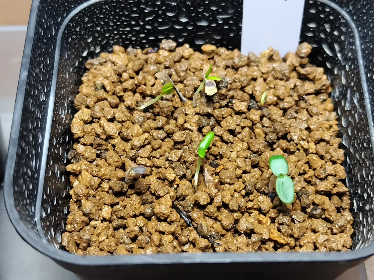 Beiselia mexicana (ベイセリア メキシカーナ)