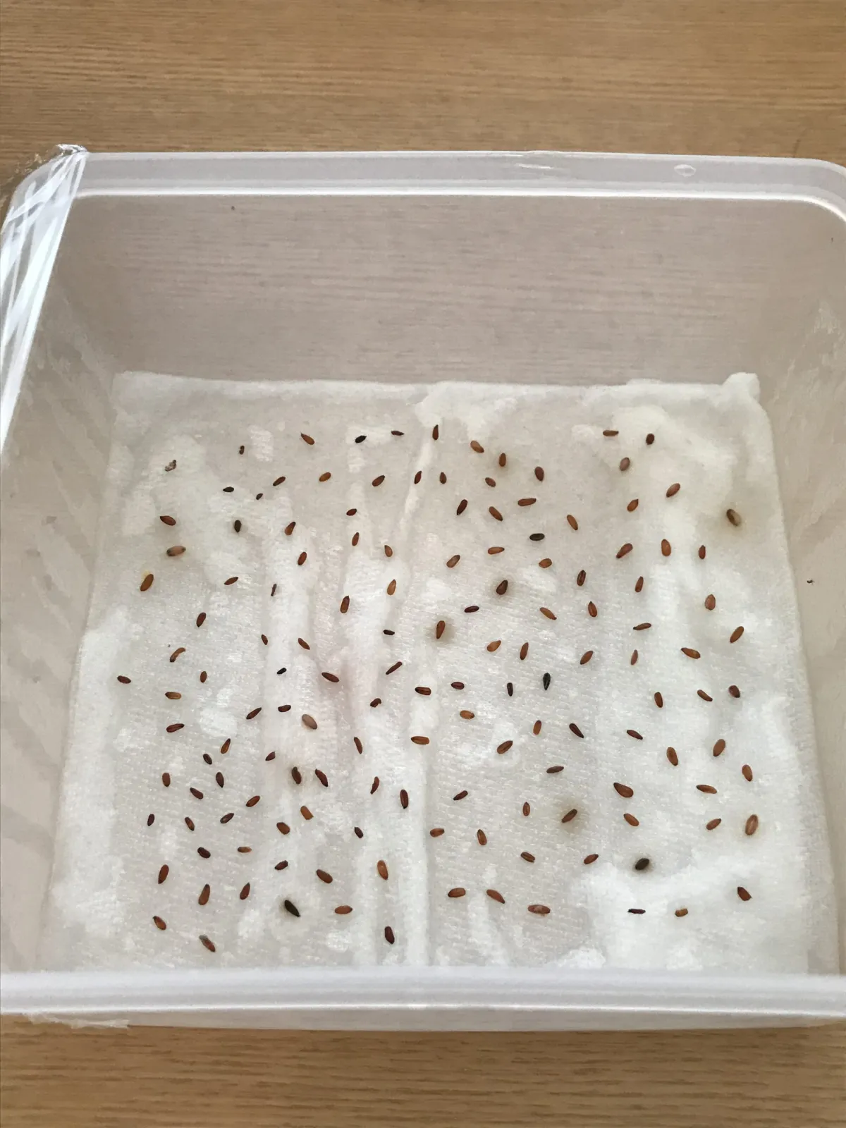 [モニター種子] パキポディウム ブレビカウレ Pachypodium brevicaule ssp. brevicaule