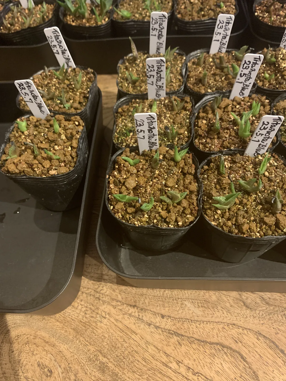 Agave titanota 'Blue' (アガベ チタノタブルー)