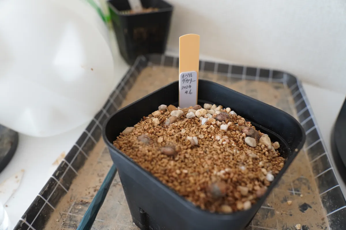 Operculicarya decaryi (オペルクリカリア デカリー)