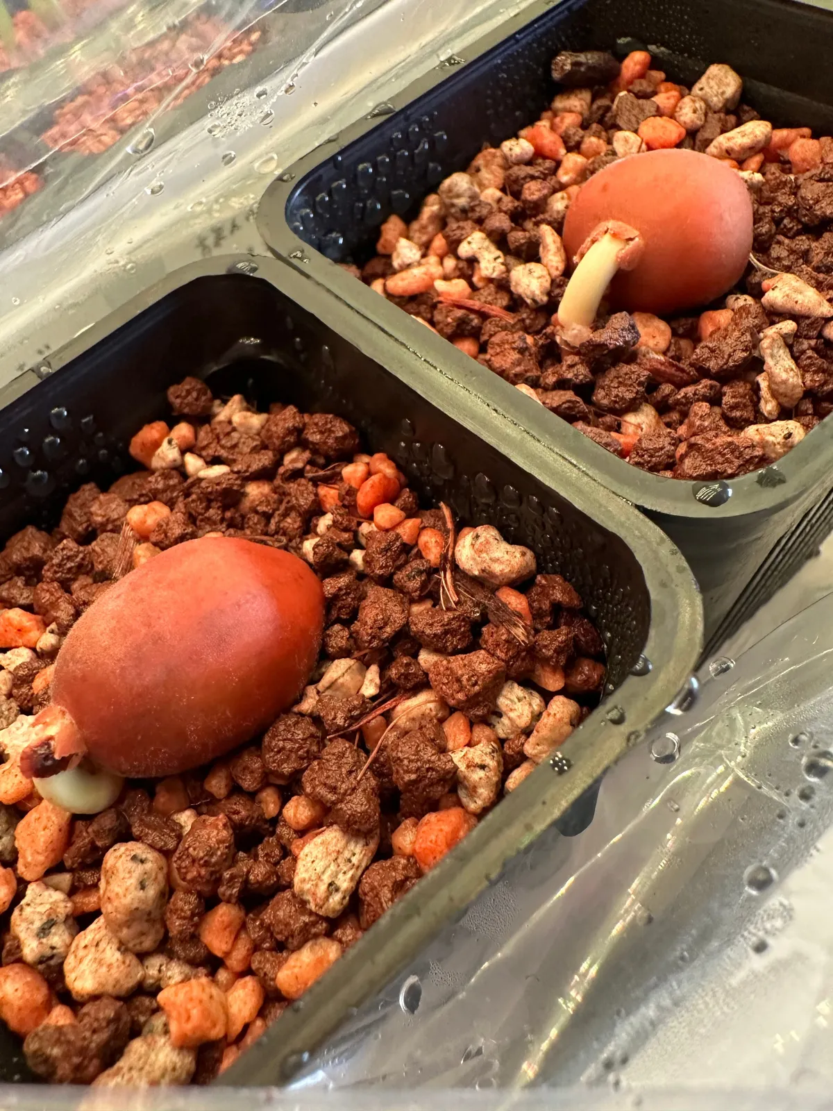 Dioon edule (ディオーン エデューレ)