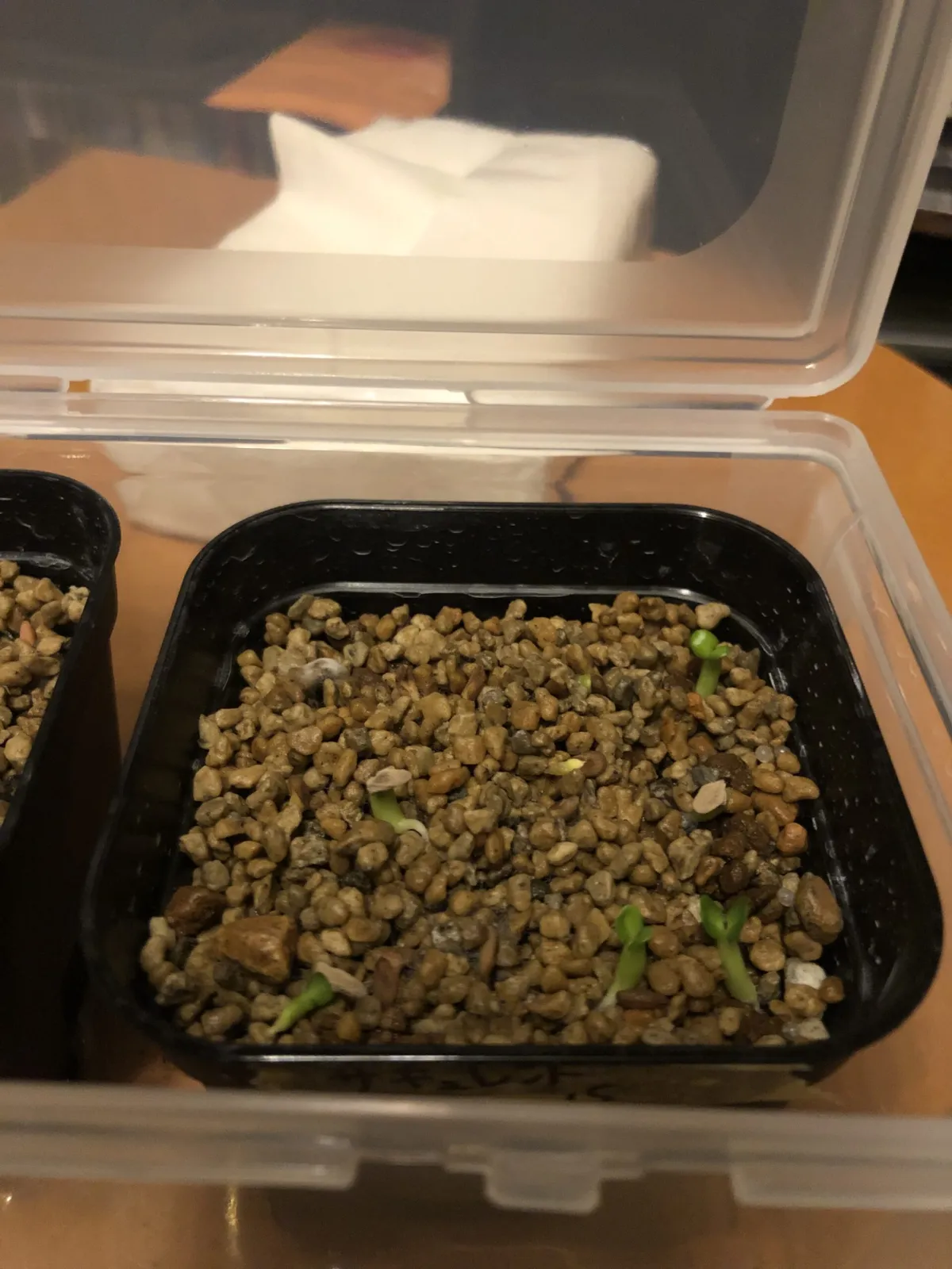 Pachypodium succulentum (パキポディウム サキュレンタム)