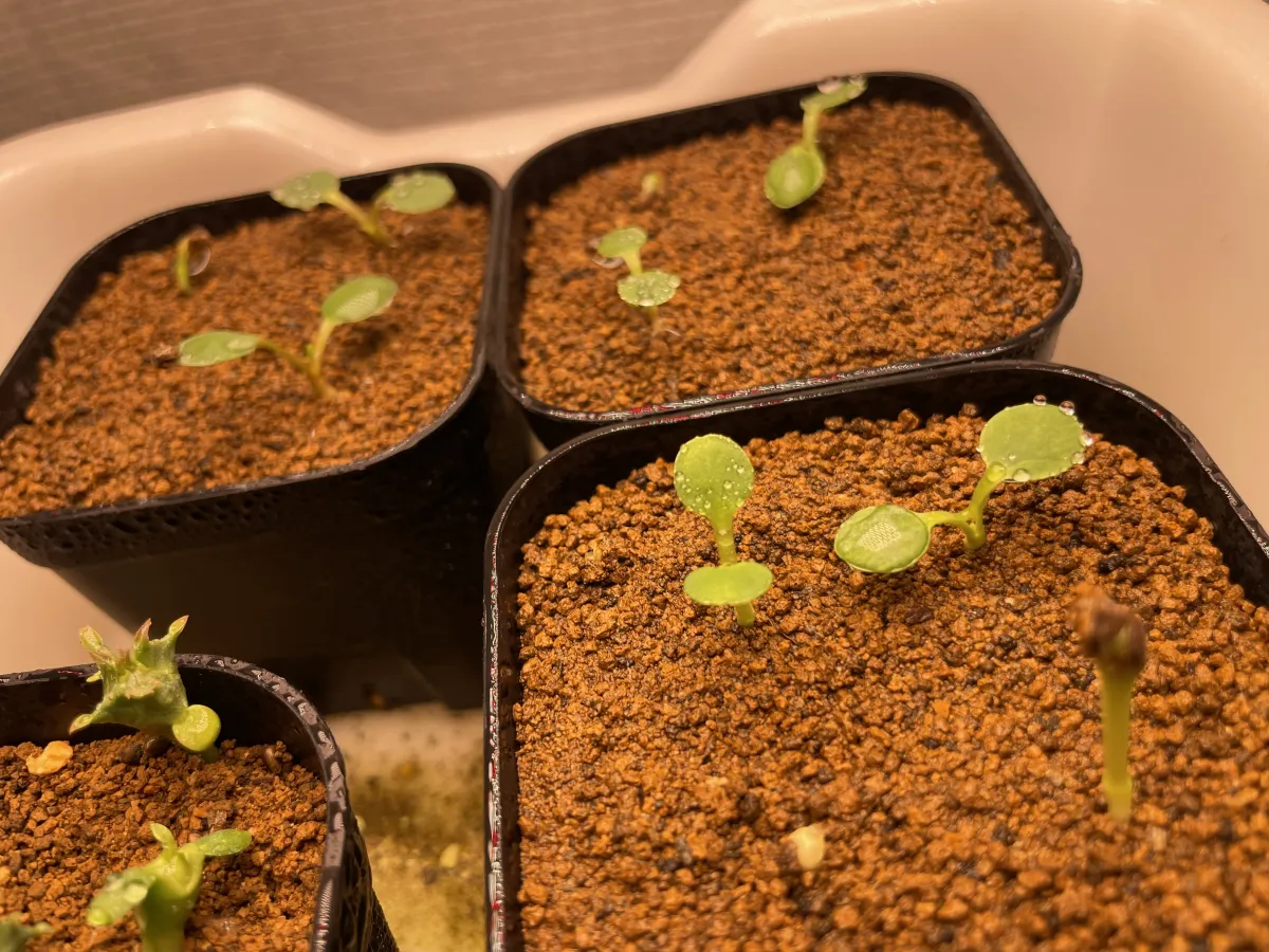 Euphorbia guillauminiana (ユーフォルビア ギラウミニアナ)