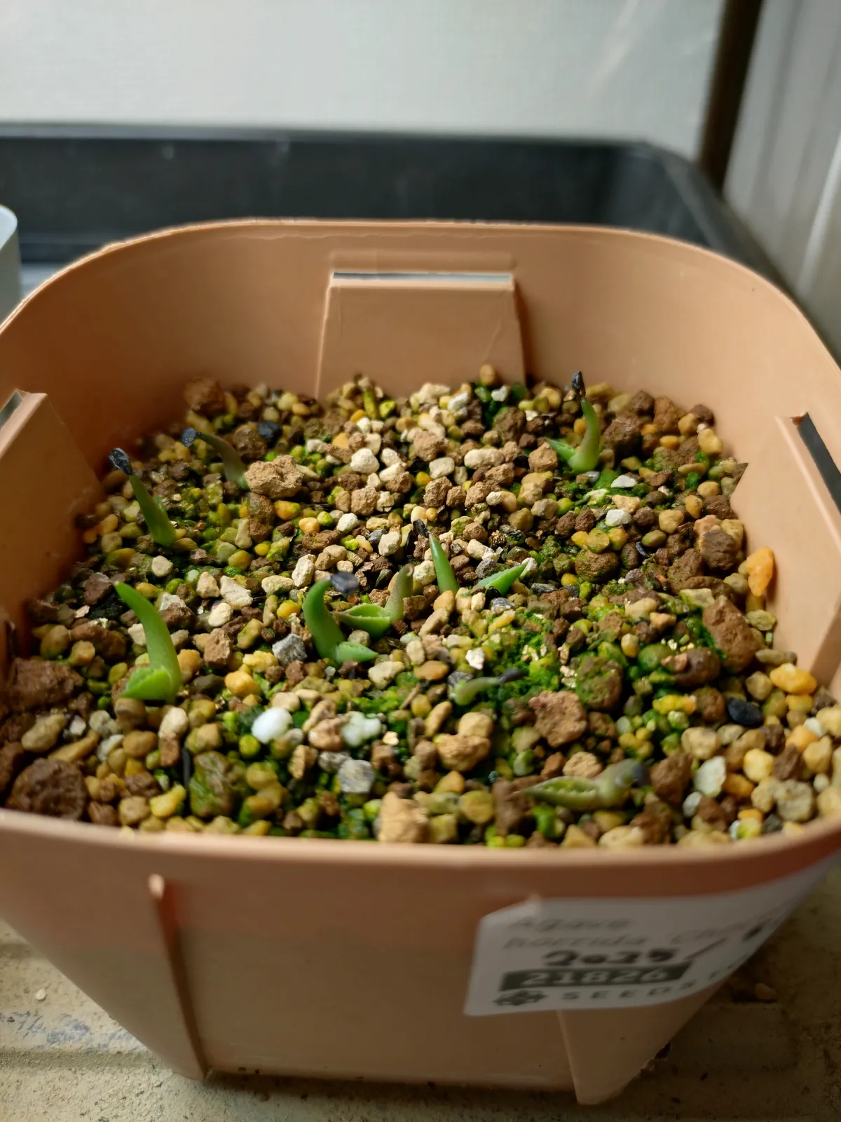 Agave horrida 'Chocolate Thorn' (アガベ ホリダ チョコレートソーン)