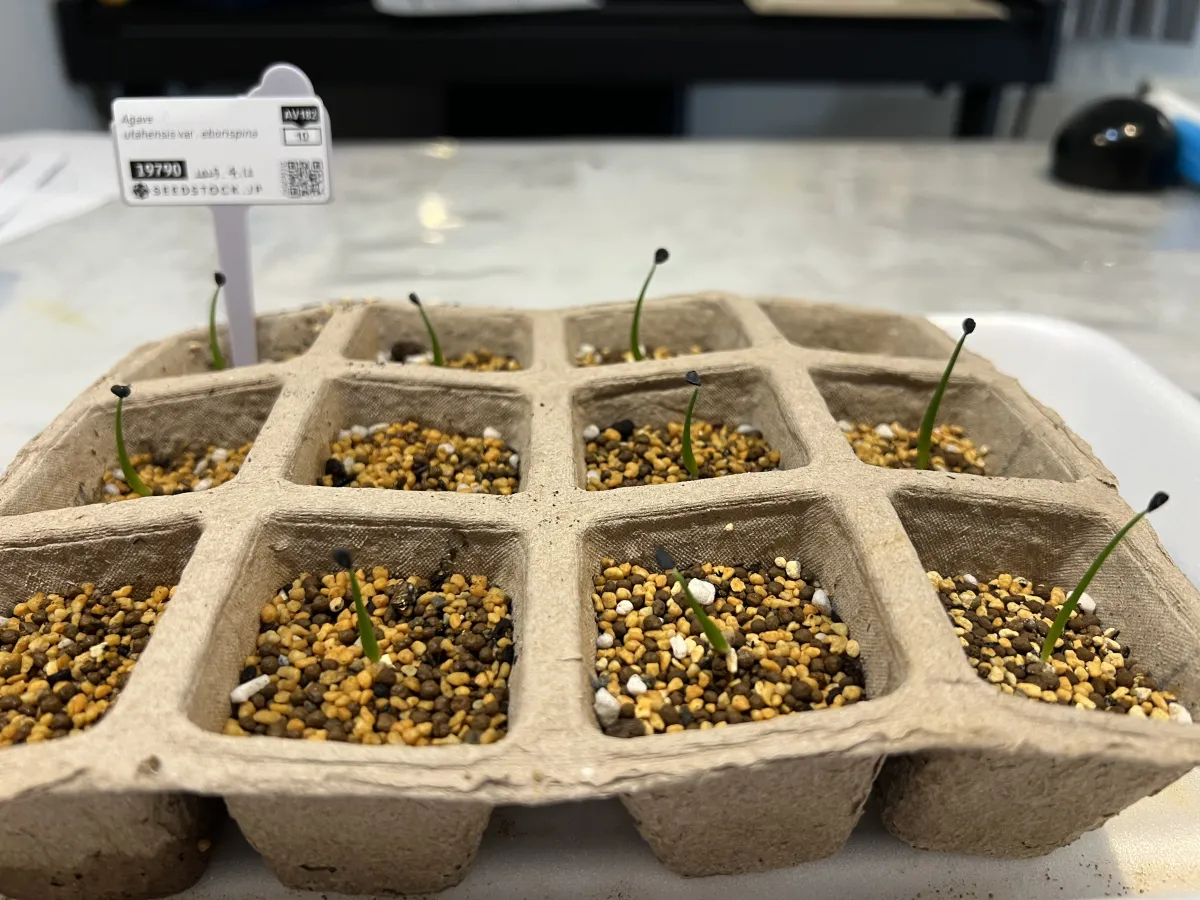 Agave utahensis var. eborispina (アガベ エボリスピナ)