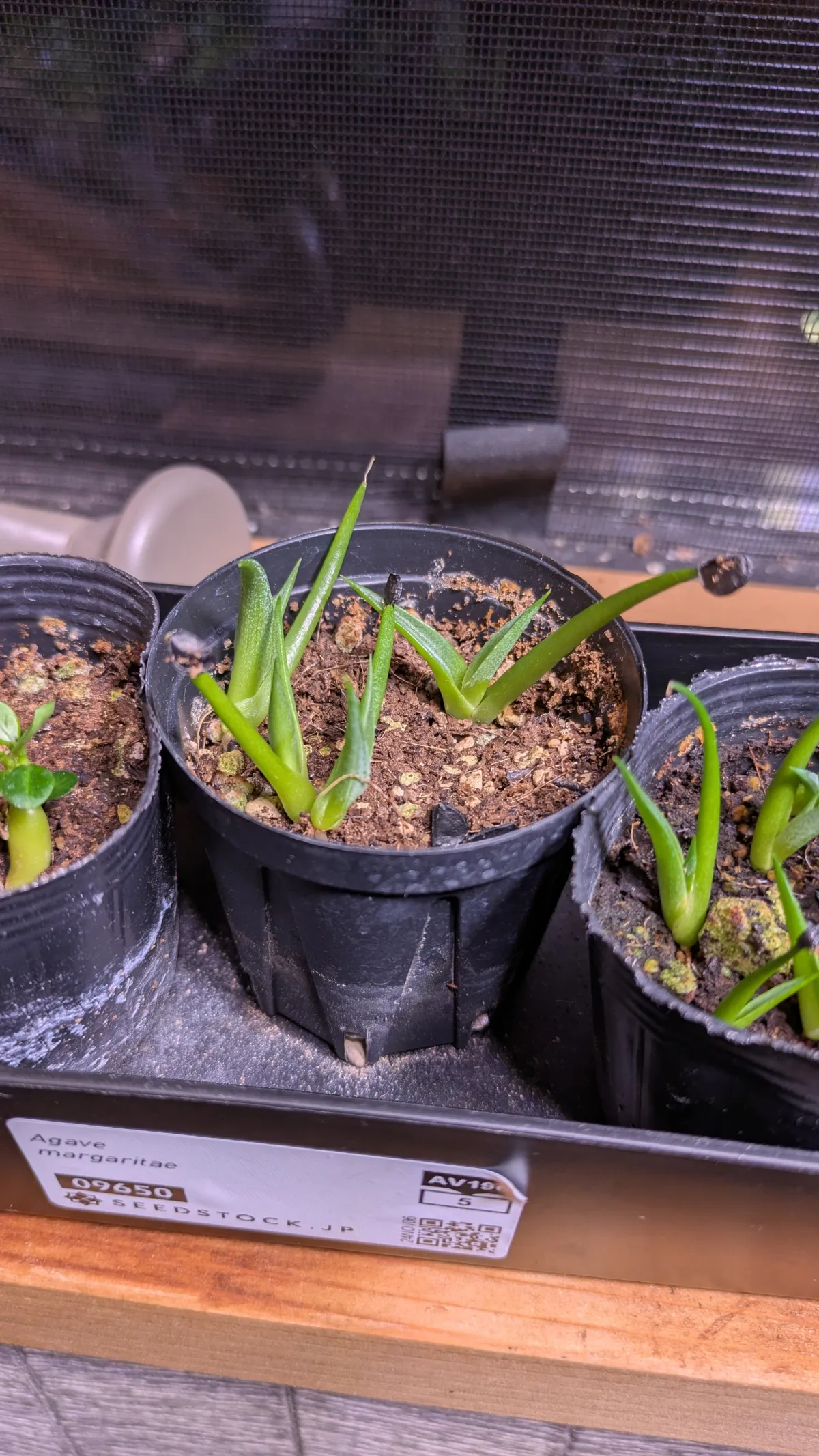 Agave margaritae (アガベ マルガリータ)