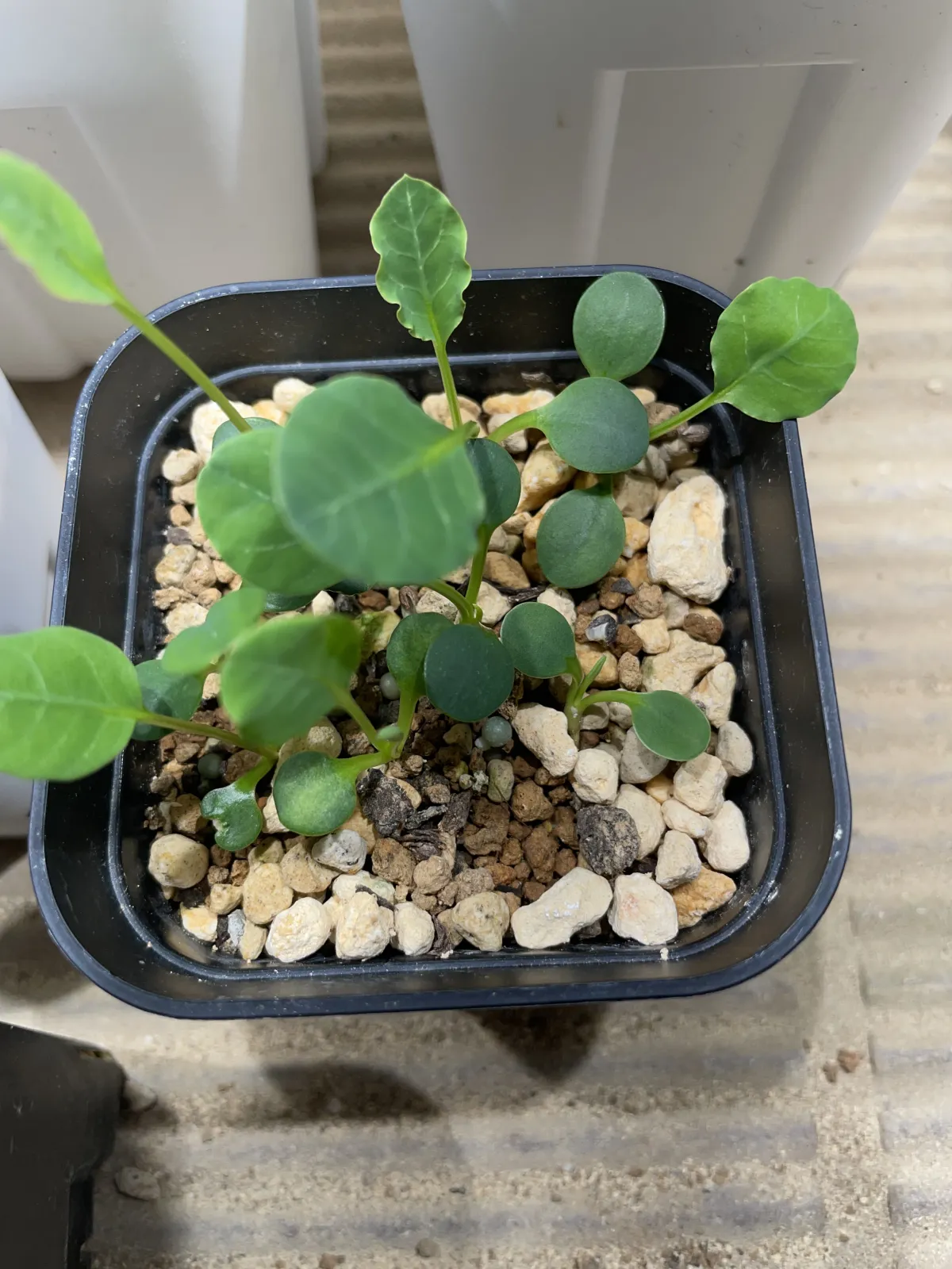 Euphorbia guillauminiana (ユーフォルビア ギラウミニアナ)