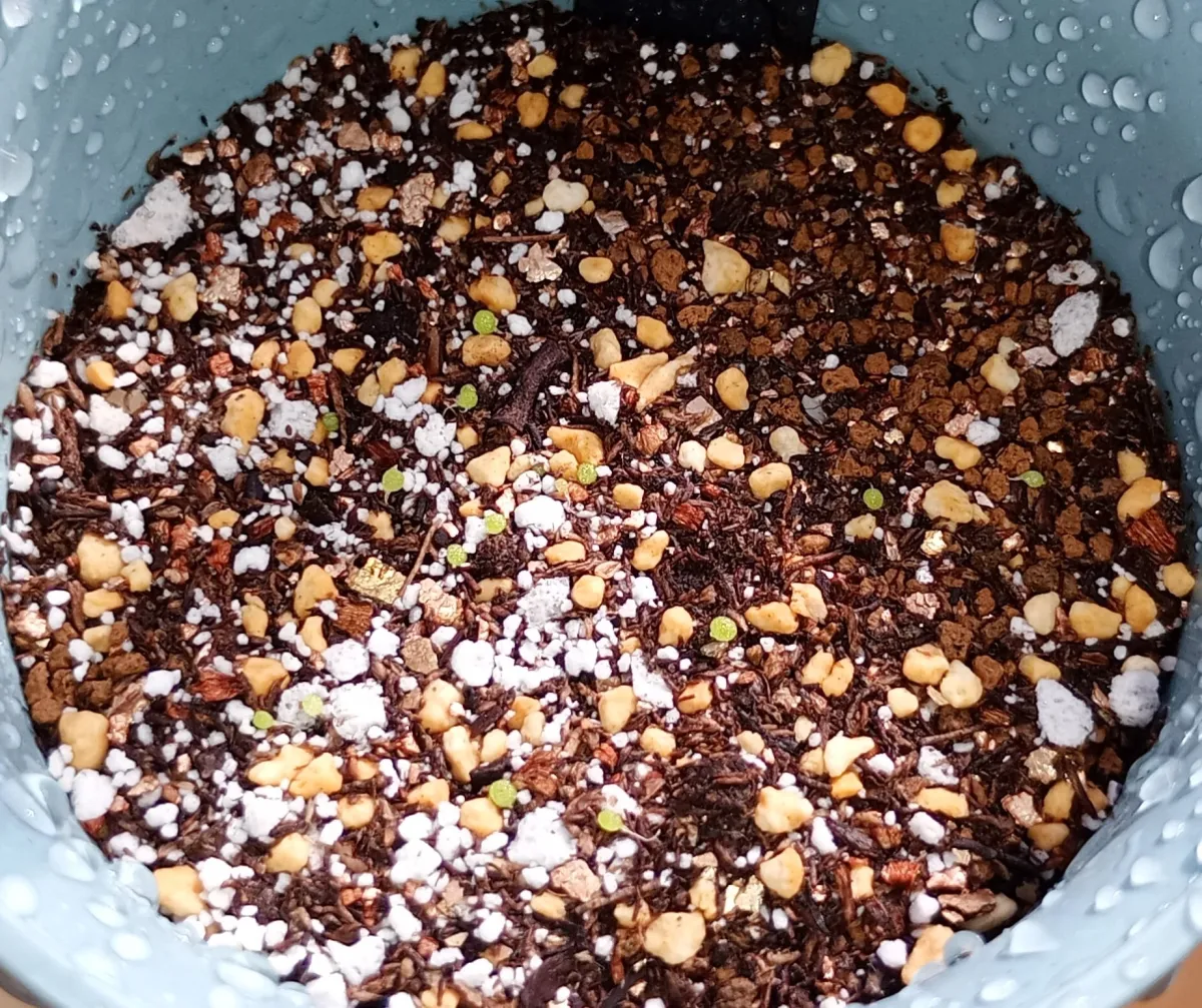 Conophytum burgeri (コノフィツム ブルゲリ)