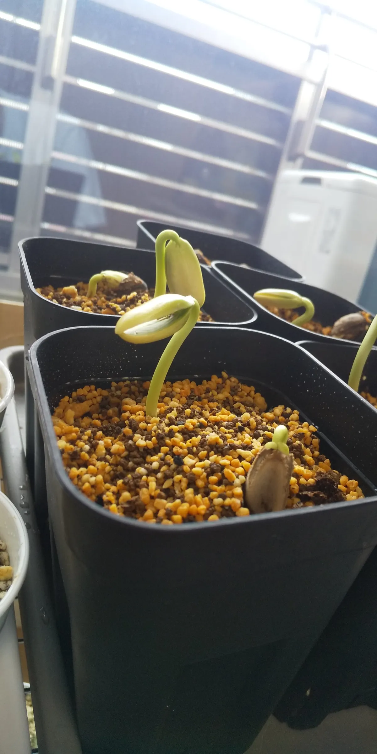 Delonix decaryi (デロニクス デカリー)