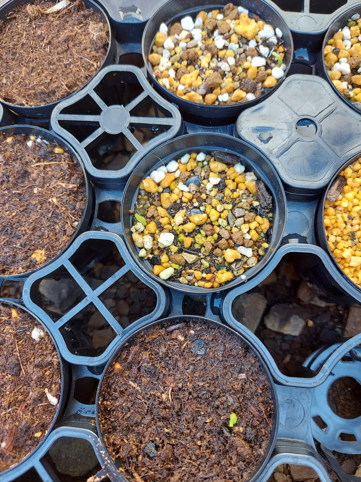 [チャレンジ種子] アガベ シャウィ（発芽難） Agave shawii subsp. shawii (発芽難)