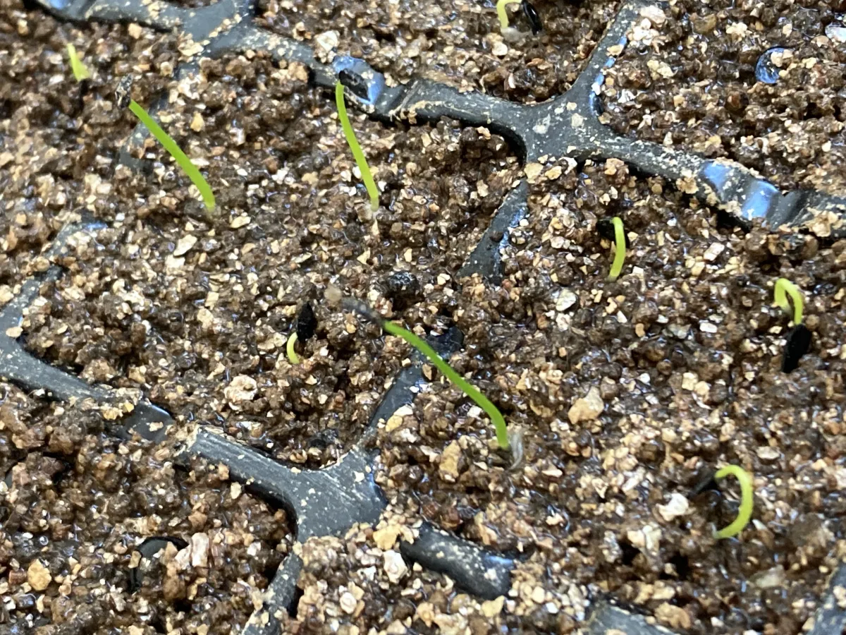 Agave ellemeetiana var. subdentata var. subdentata (アガベ エレミーティアナサブデンタータ)