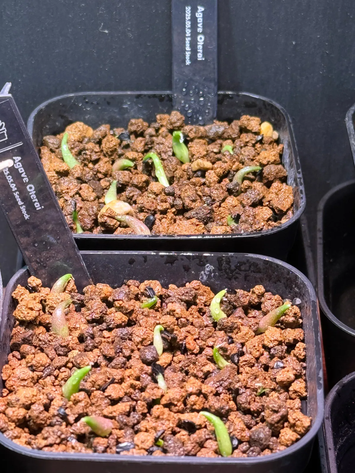 Agave oteroi (アガベ オテロイ)