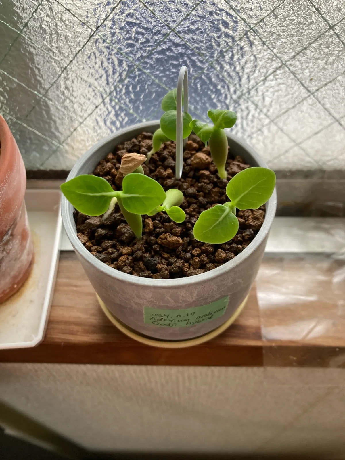 Adenium arabicum 'Godji hybrid' (アデニウム アラビカムゴッジハイブリッド)