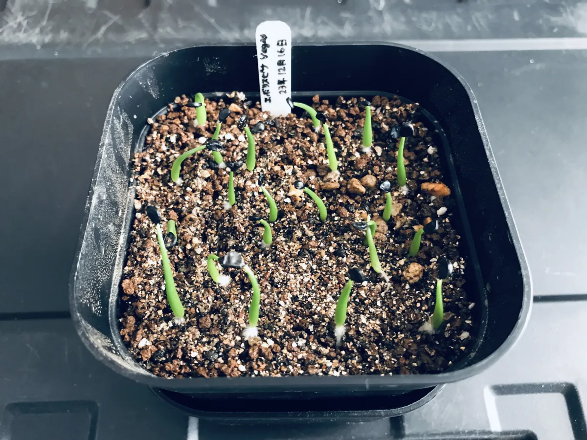 Agave utahensis var. eborispina 'Vegas' (アガベ エボリスピナ ヴェガス)