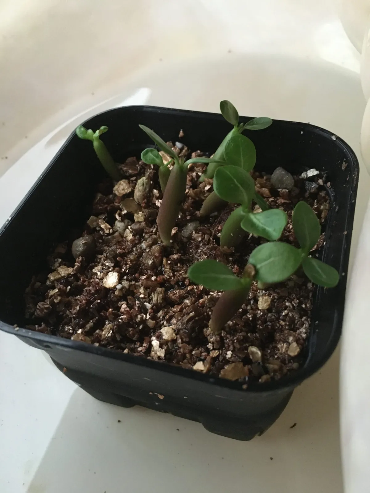 Adenium somalense var. black black (アデニウム ブラックソマレンセ)