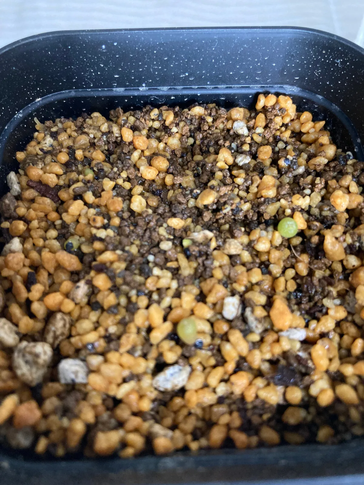 Lophophora williamsii (ロフォフォラ 鳥羽玉)