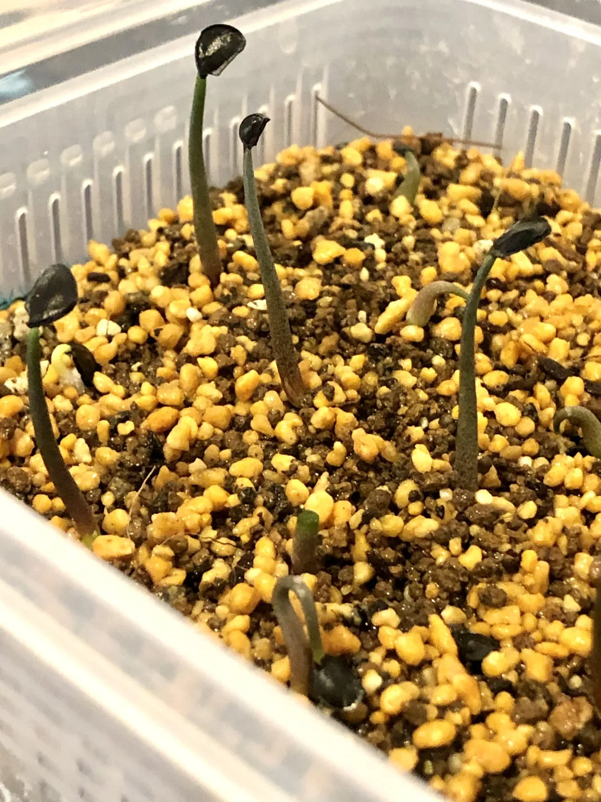 Agave guadalajarana (アガベ グアダラハラナ)