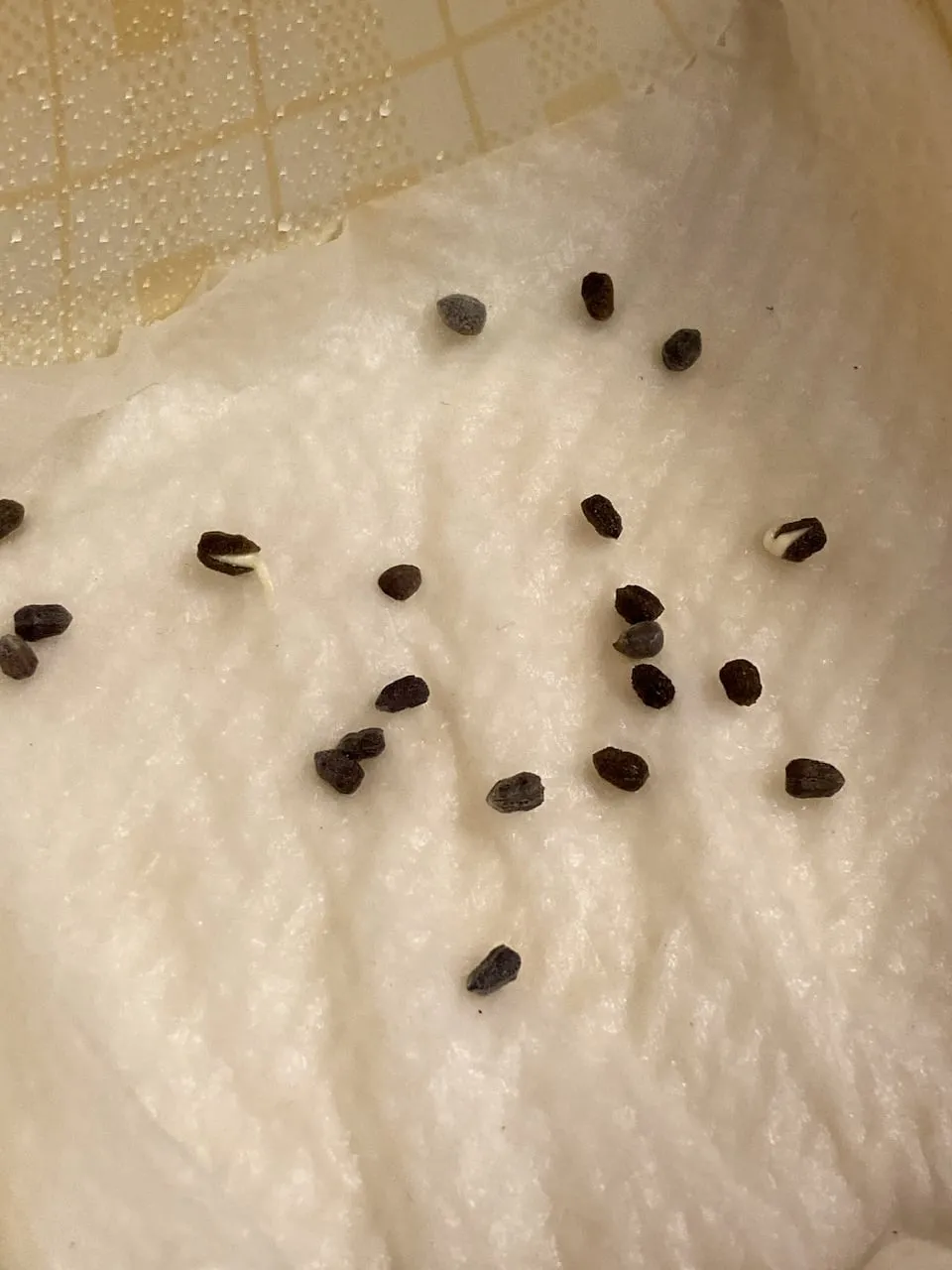 Euphorbia schoenlandii (ユーフォルビア スコエンランディ 闘牛角)