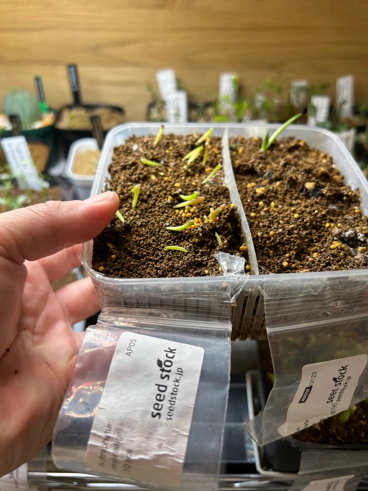 Astrophytum myriostigma (アストロフィツム ミリオスティグマ)