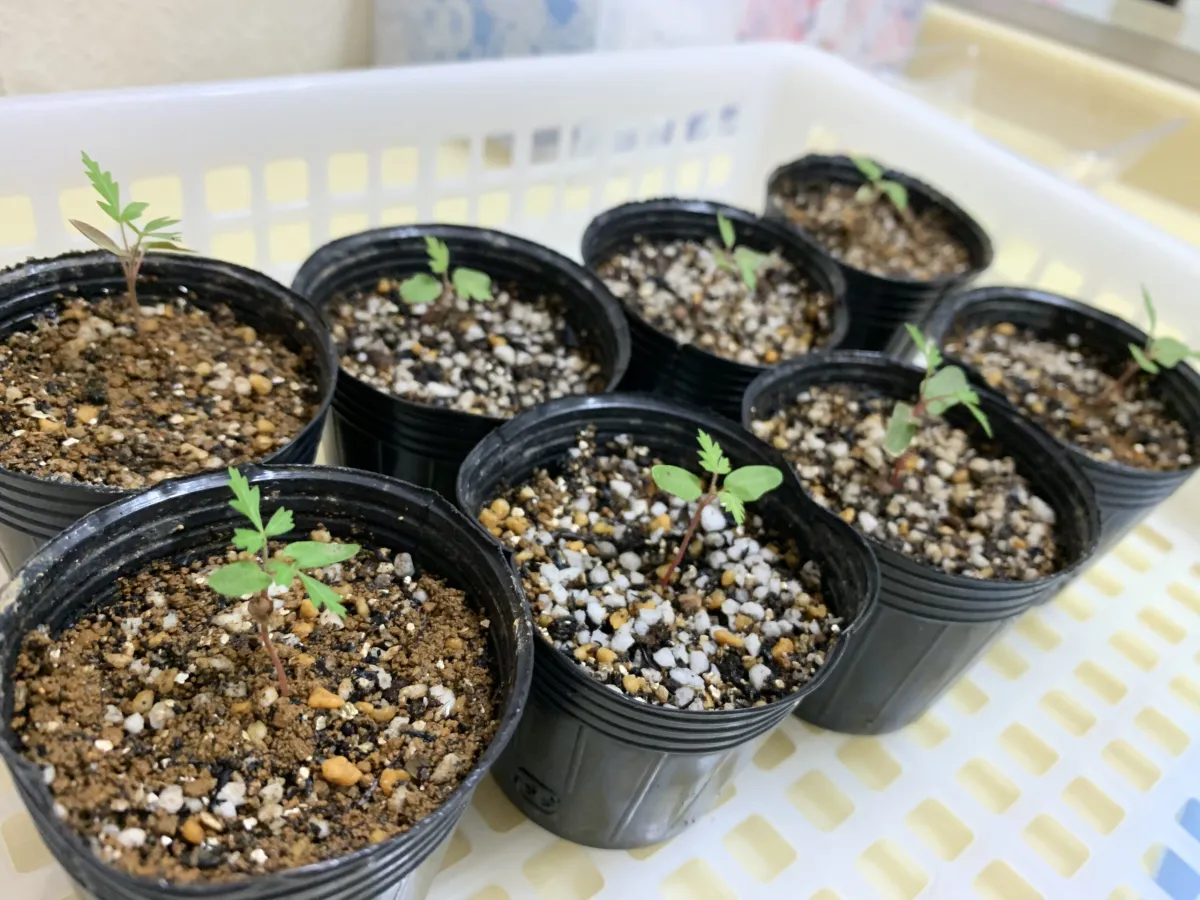 Pachycormus discolor (パキコルムス ディスカラー)