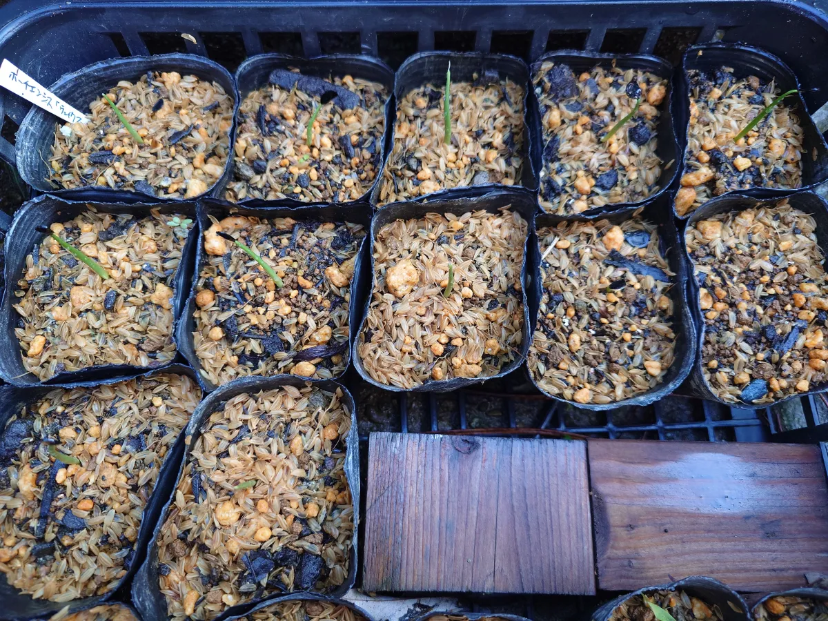 Agave parryi var. huachucensis 'Wakefield' (アガベ パリー ウェイクフィールド)