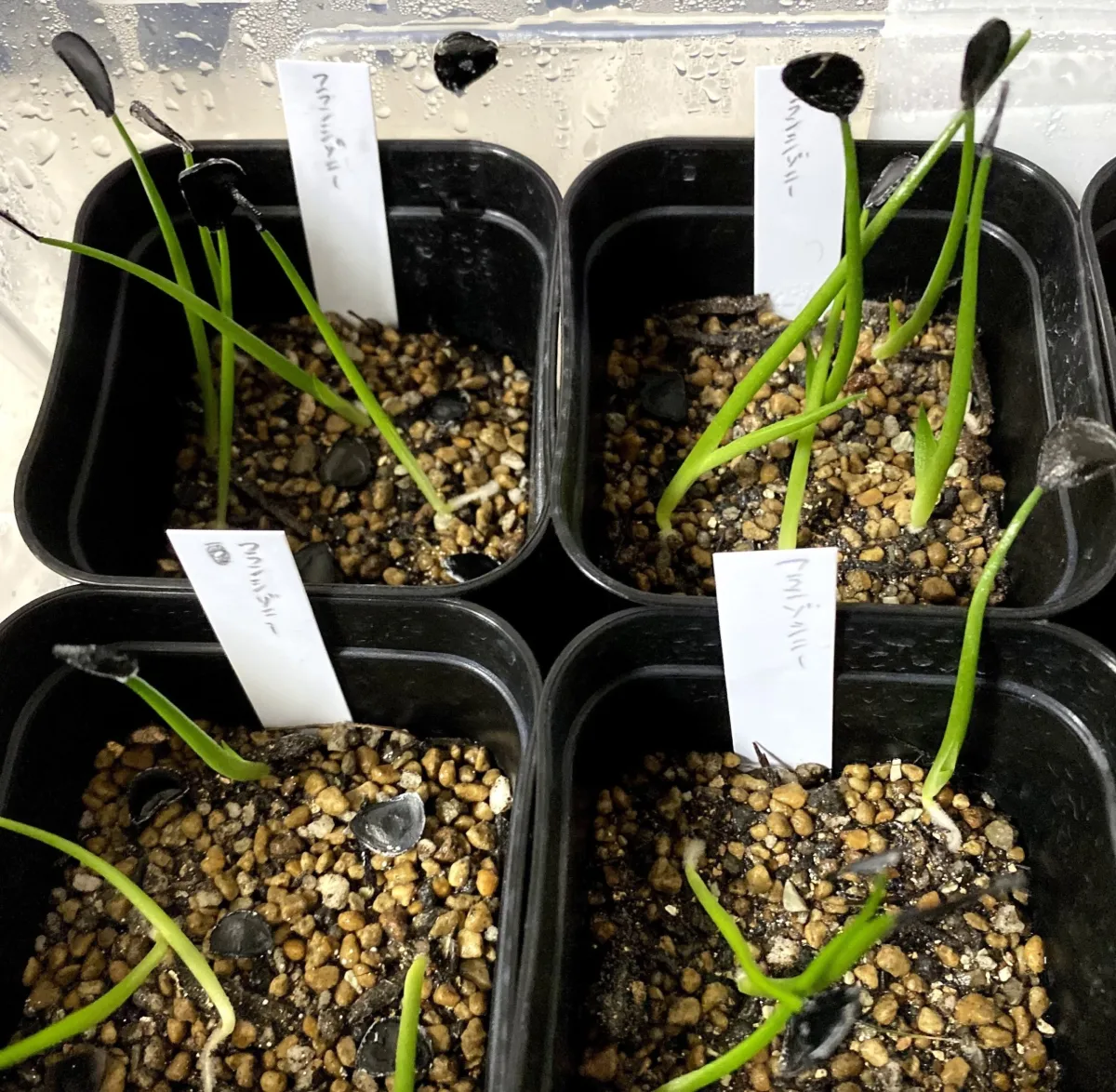 Agave americana var. franzosinii (アガベ フランゾシニー)