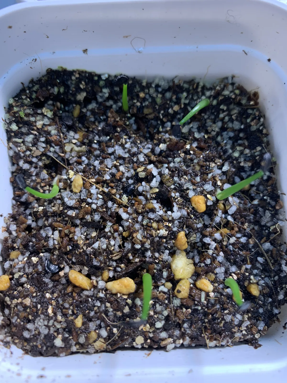 Agave schidigera (アガベ シジゲラ)