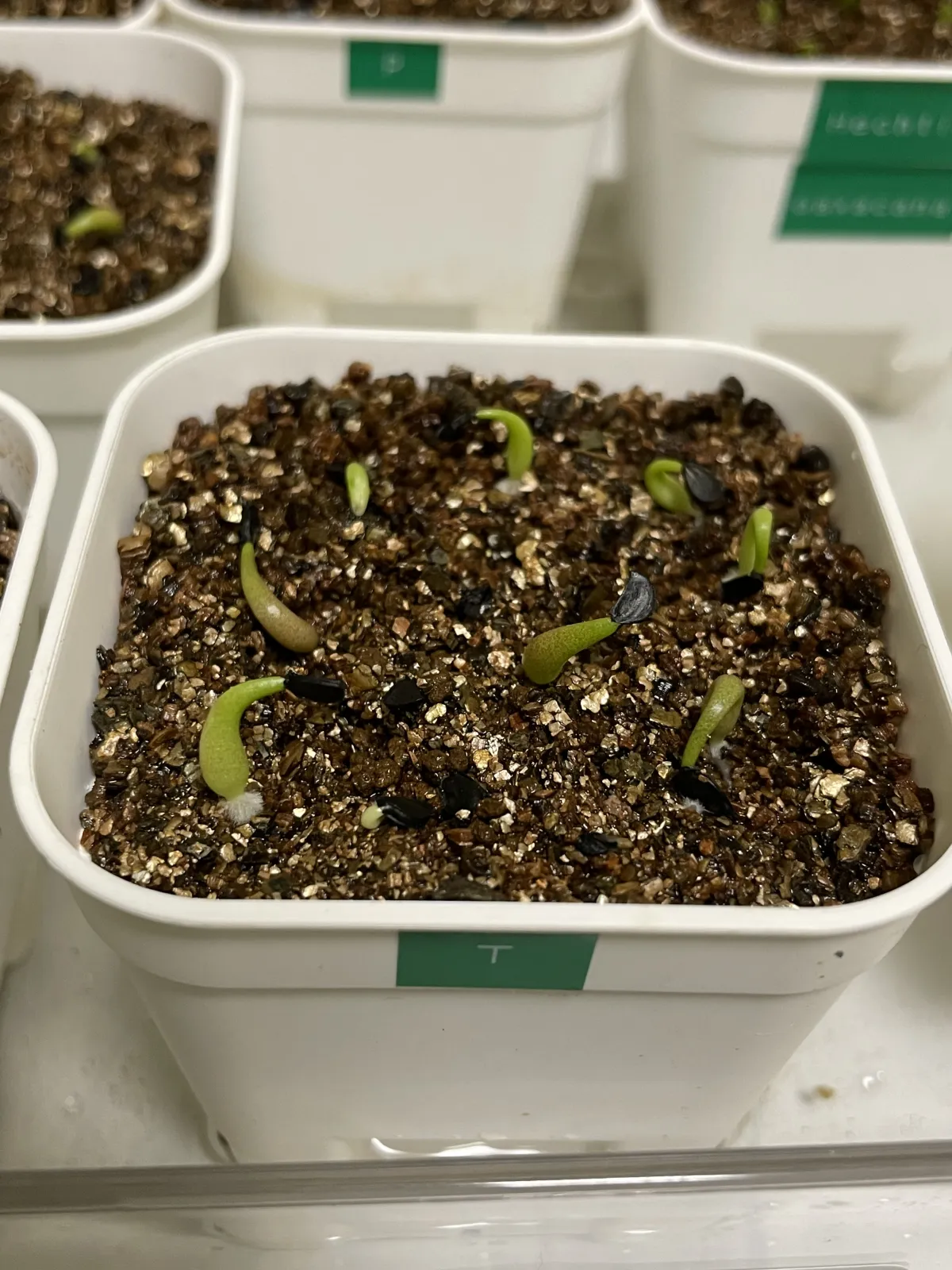 Agave titanota 'Blue' (アガベ チタノタブルー)