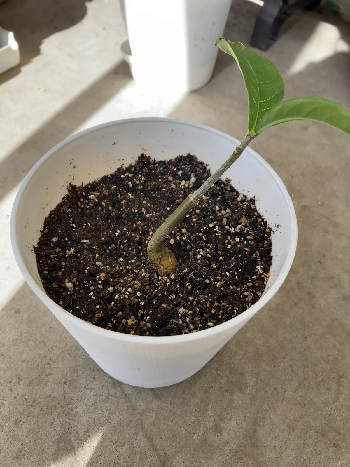 Adansonia digitata (アダンソニア（バオバブ） ディギタータ)